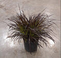 Red Fountain Grass